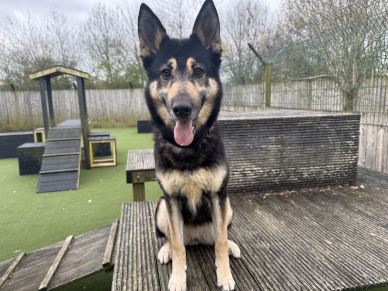 undefined | German Shepherd Dog Cross | undefined - 10