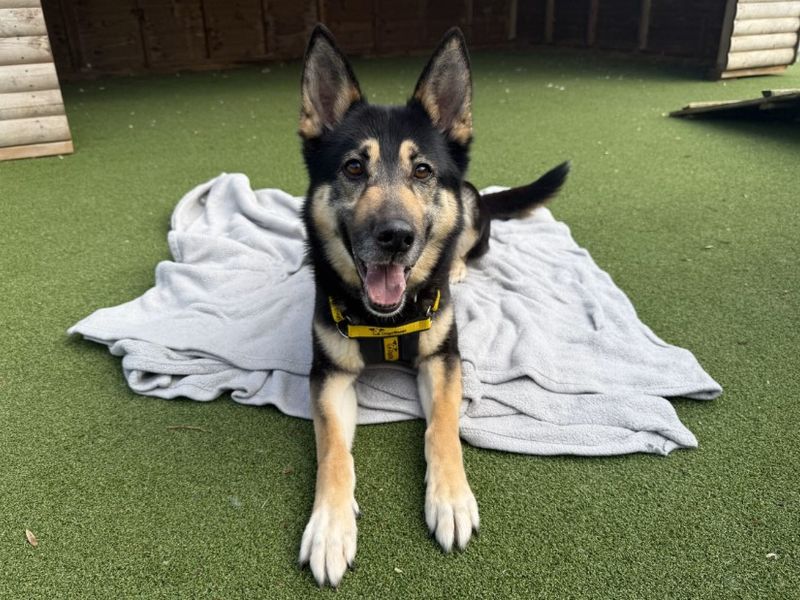 undefined | German Shepherd Dog Cross | undefined - 9