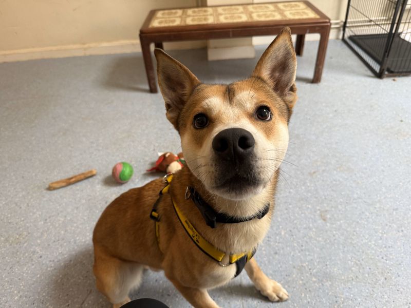 German Shepherd Dogs And Puppies For Adoption