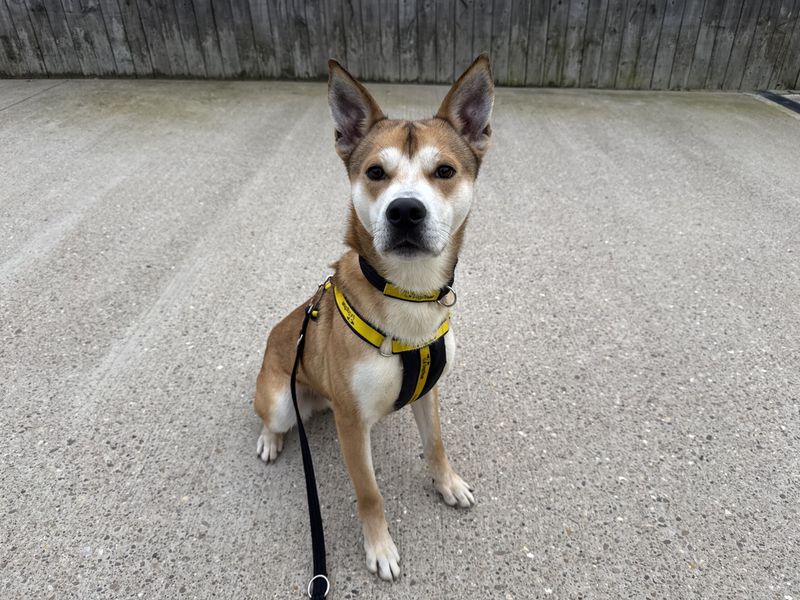 Sandy - Image 2 of 3