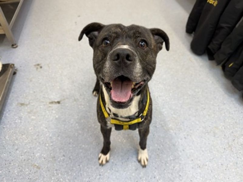 Kody | Terrier (Staffordshire Bull) Cross | Loughborough - 1