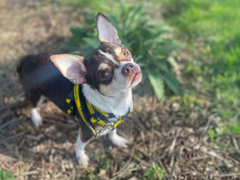 Chihuahua Dogs And Puppies For Adoption