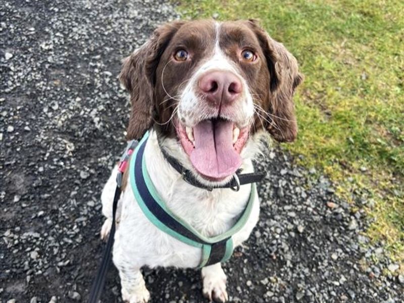Springer Spaniel Dogs And Puppies For Adoption