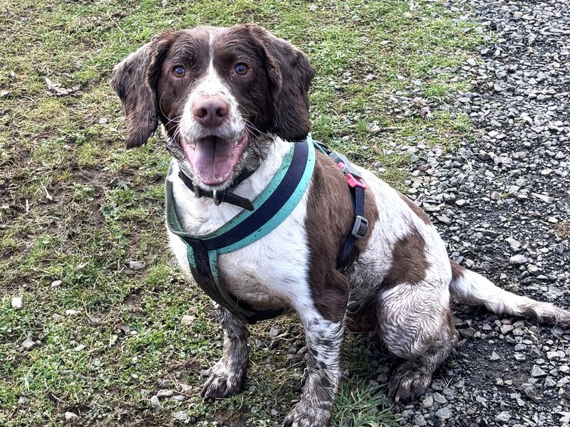 Oscar - Image 2 of 2