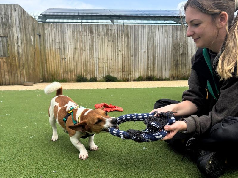 Goose - Image 4 of 4