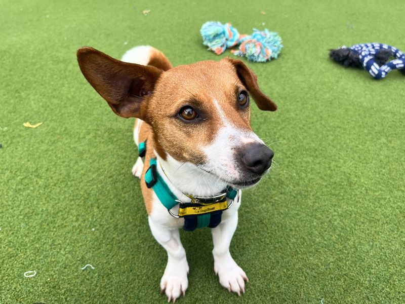 Goose - Image 2 of 4