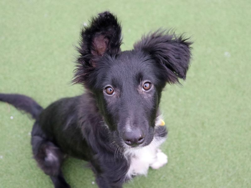 Penne - Image 2 of 2