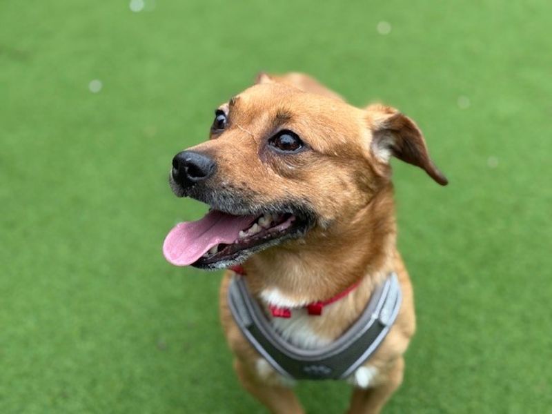 Fudge - Image 5 of 6