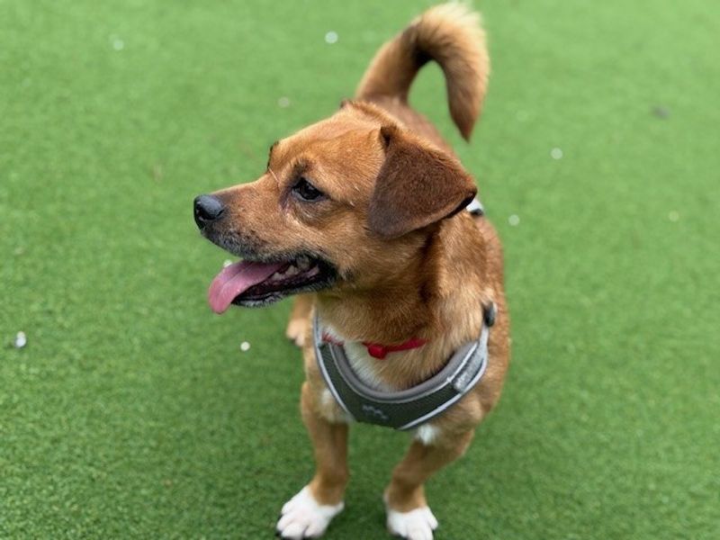 Fudge - Image 6 of 6