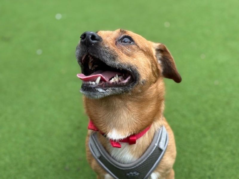 Pug Dogs And Puppies For Adoption