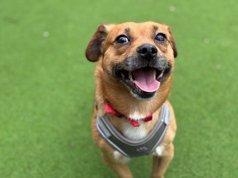 Fudge - Image 3 of 6