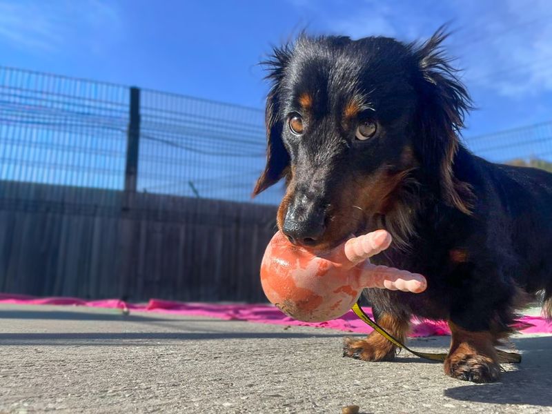 Fritz | Dachshund (Miniature Long Haired) | Basildon (Essex) - 1