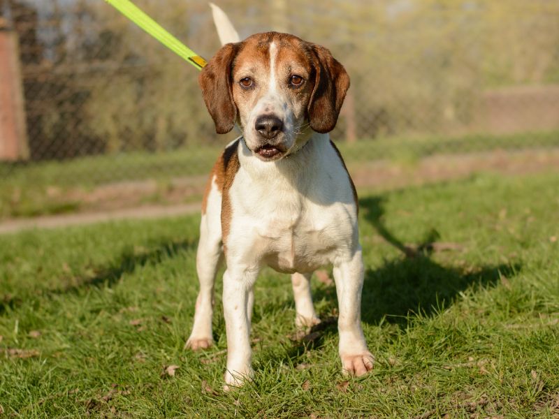 Beagle Dogs And Puppies For Adoption