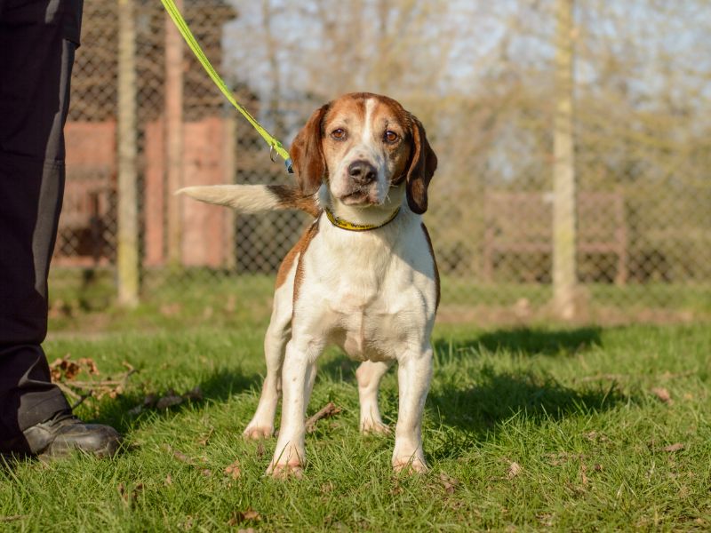 Barney - Image 2 of 3