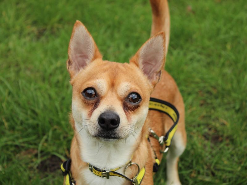 Chihuahua Dogs And Puppies For Adoption