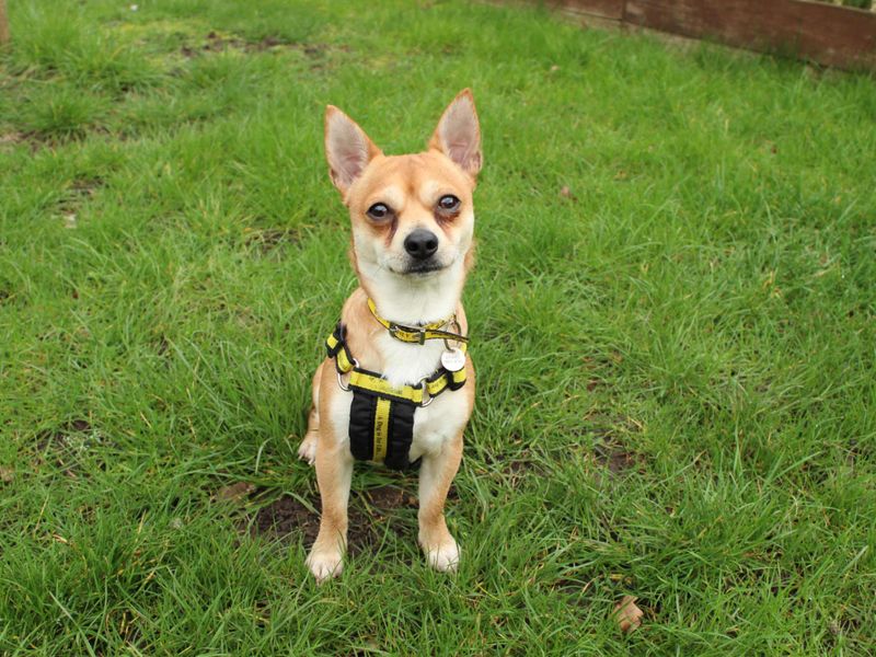 Pickles - Image 2 of 5