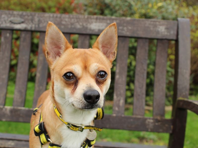 Pickles - Image 4 of 5