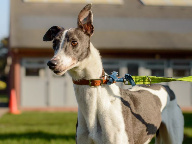 Misty | Greyhound | Kenilworth (West Midlands) - 1