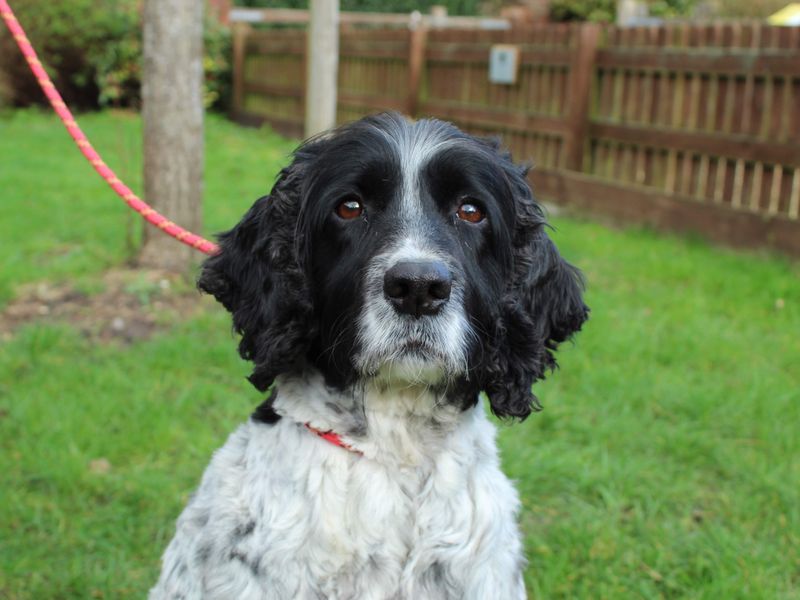 Tattie - Image 2 of 5