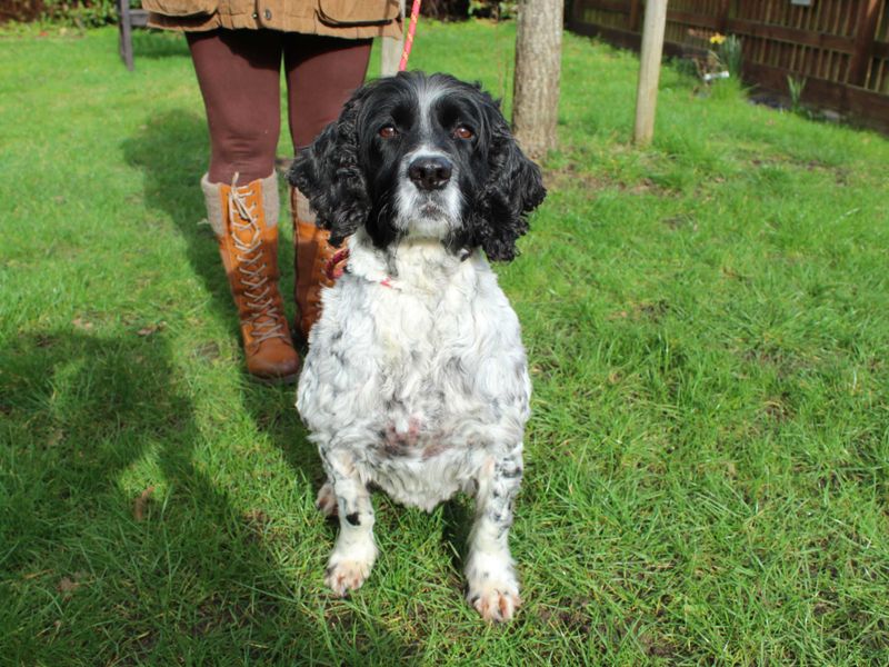 Tattie, a 8 years old female English Springer Spaniel available for adoption from Dogs Trust in Newbury, Berkshire