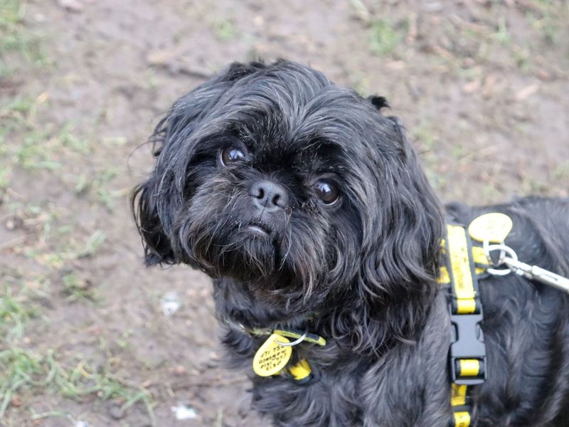 Shih Tzu Dogs And Puppies For Adoption