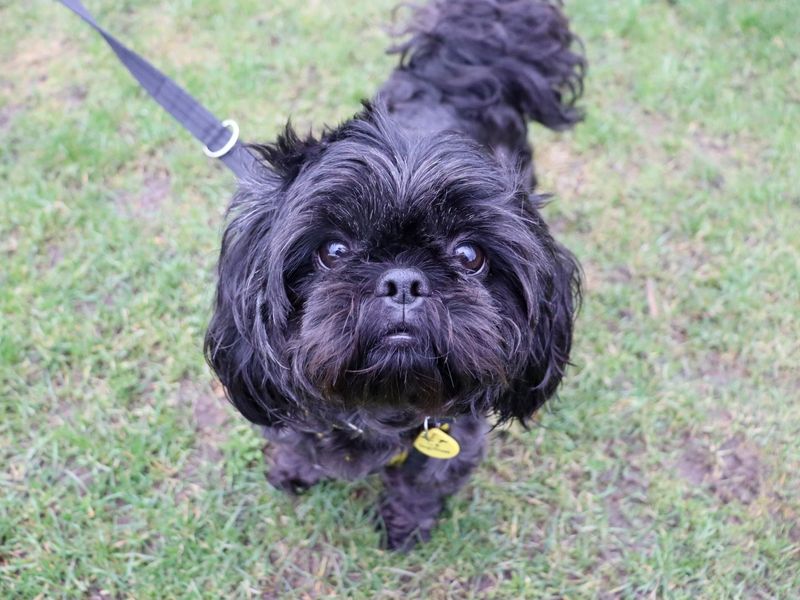 Poppy - Image 2 of 2