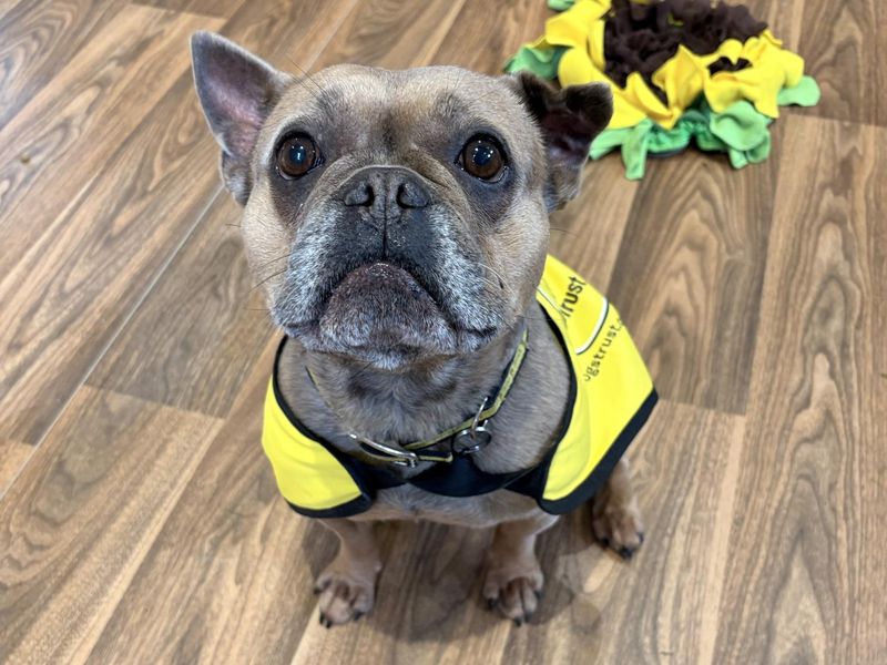 Sky | French Bulldog | Shrewsbury (Shropshire) - 2