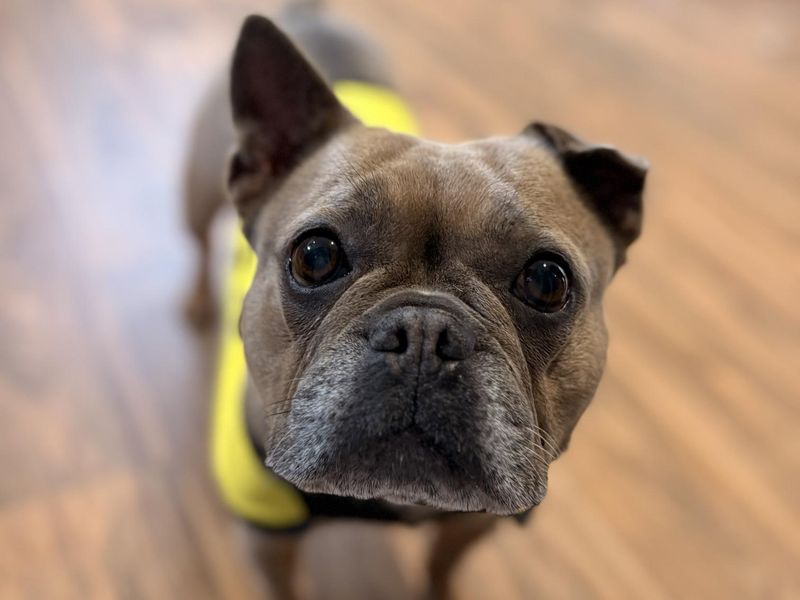 Sky | French Bulldog | Shrewsbury (Shropshire) - 6