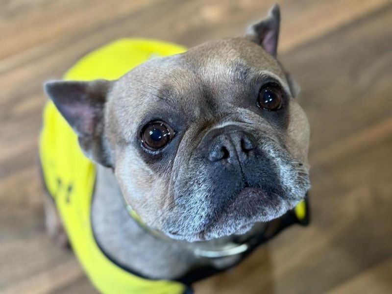 Sky | French Bulldog | Shrewsbury (Shropshire) - 9