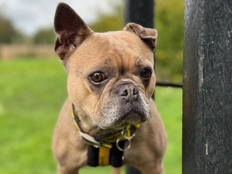 Sky | French Bulldog | Shrewsbury (Shropshire) - 3