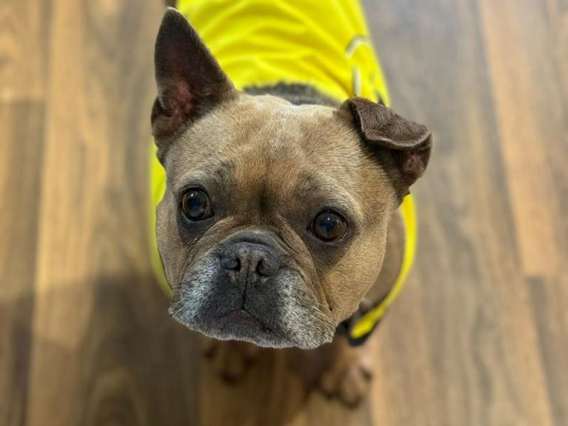 Sky | French Bulldog | Shrewsbury (Shropshire) - 1