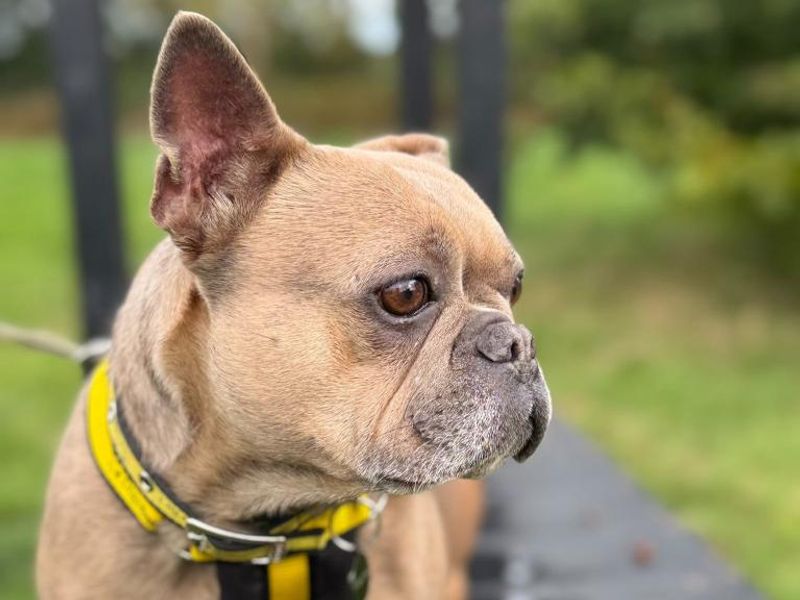 Sky | French Bulldog | Shrewsbury (Shropshire) - 5