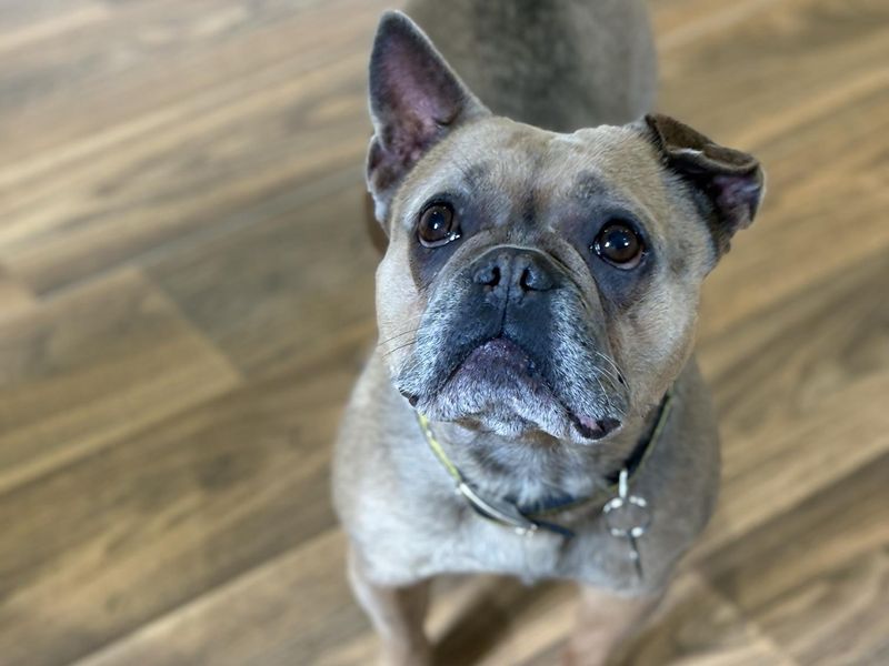 Sky | French Bulldog | Shrewsbury (Shropshire) - 10