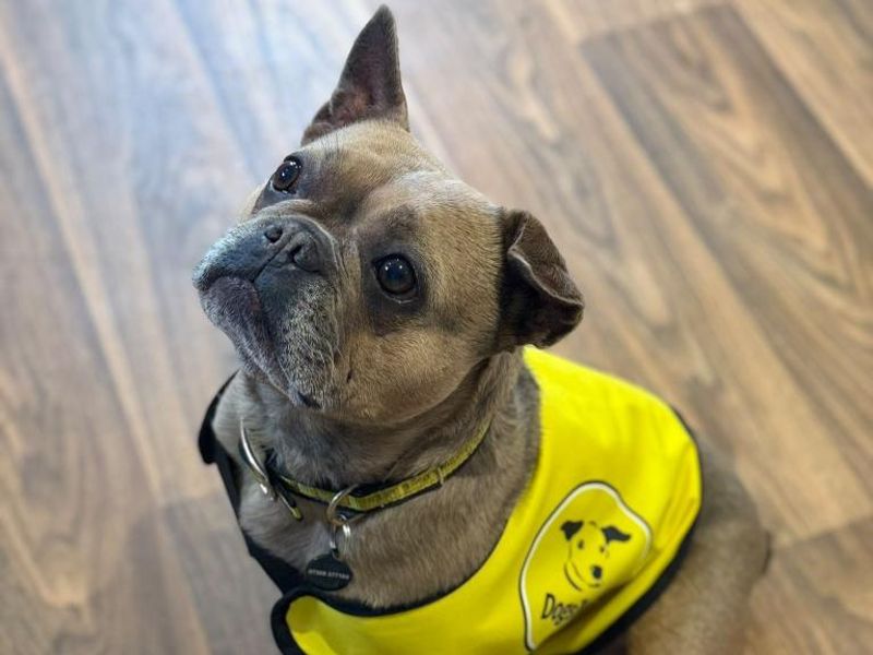 Sky | French Bulldog | Shrewsbury (Shropshire) - 7