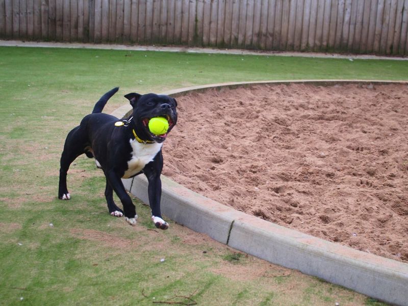 Iggy, a 4 years old male Staffordshire Bull Terrier available for adoption from Dogs Trust in Manchester, Greater Manchester