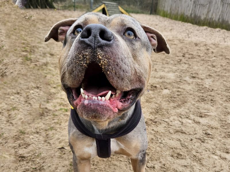 Indy | American Bully Classic Cross | Leeds - 1