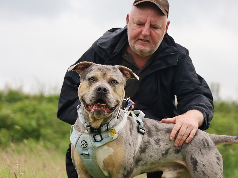 Indy | American Bully Classic Cross | Leeds - 2