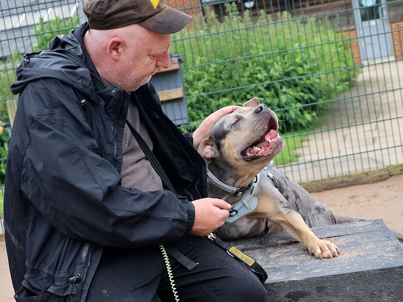 Indy | American Bully Classic Cross | Leeds - 5