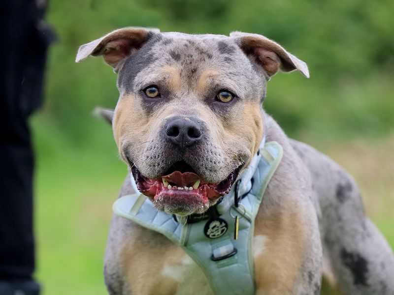 Indy | American Bully Classic Cross | Leeds - 9