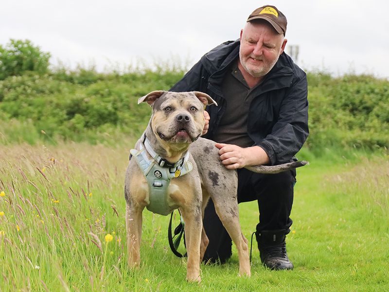 Indy | American Bully Classic Cross | Leeds - 8