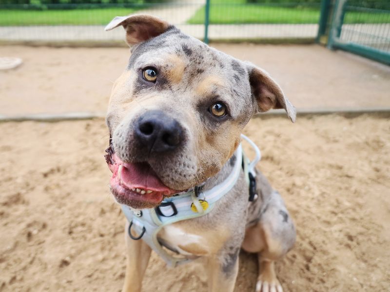 Indy | American Bully Classic Cross | Leeds - 1