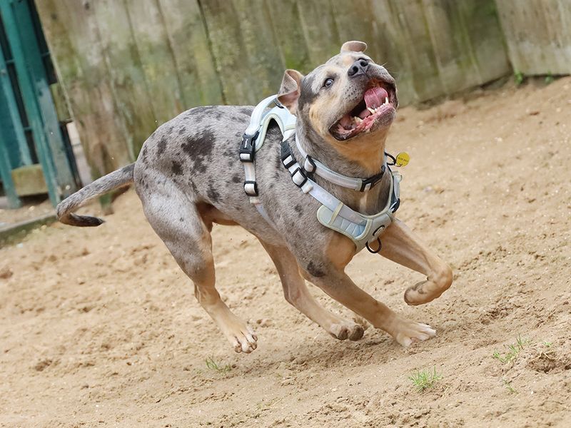 Indy | American Bully Classic Cross | Leeds - 10