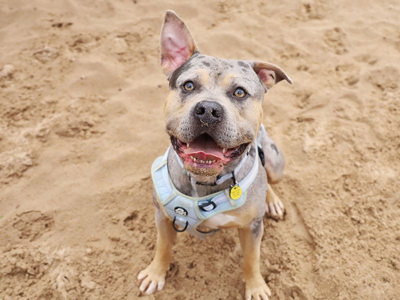 Indy | American Bully Classic Cross | Leeds - 4