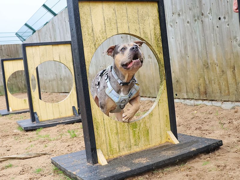 Indy | American Bully Classic Cross | Leeds - 7