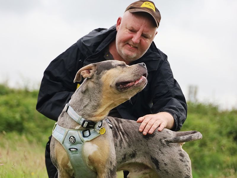 Indy | American Bully Classic Cross | Leeds - 3