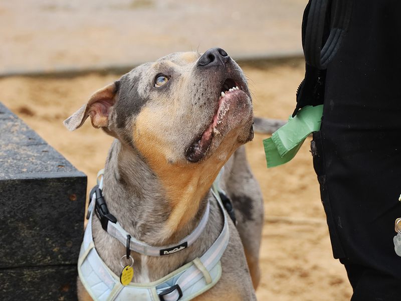 Indy | American Bully Classic Cross | Leeds - 11