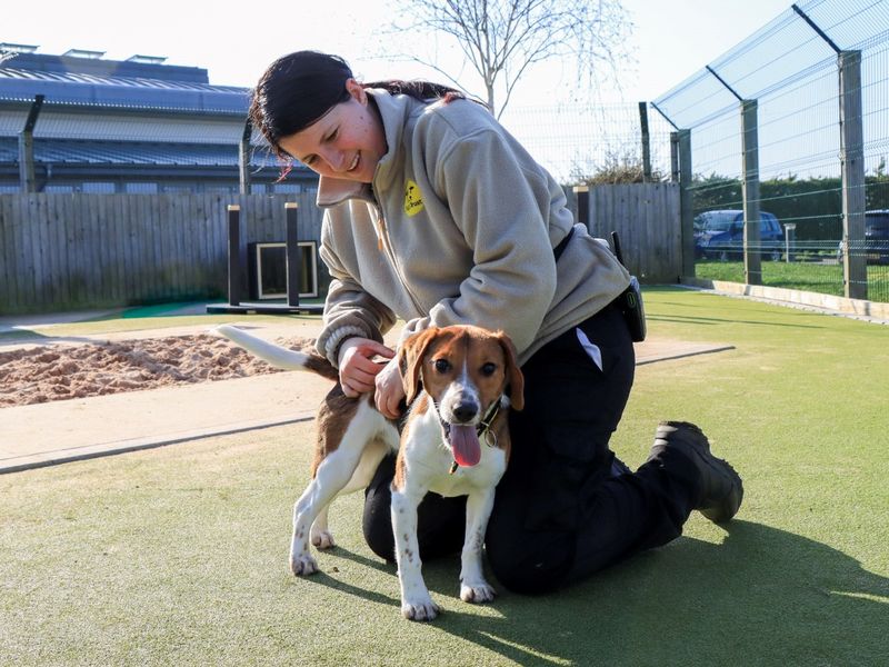 Beagle Dogs And Puppies For Adoption