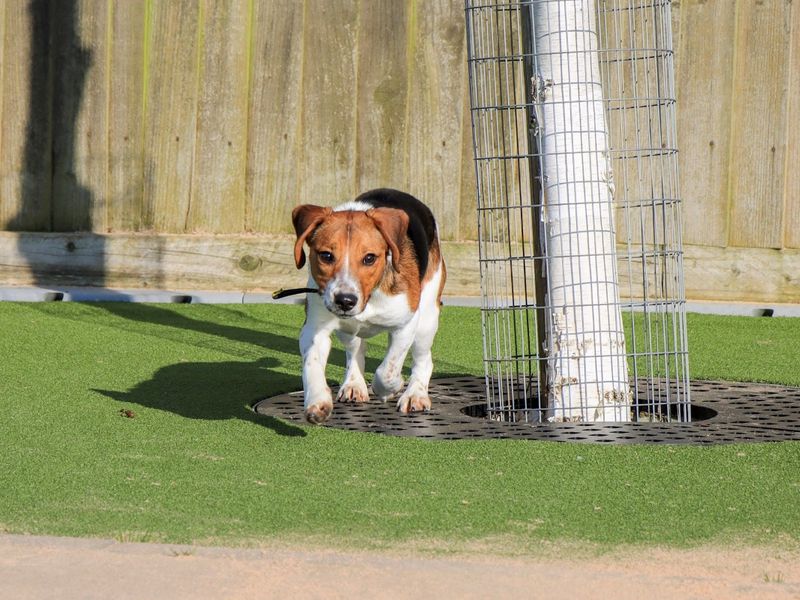 Irene - Image 4 of 5