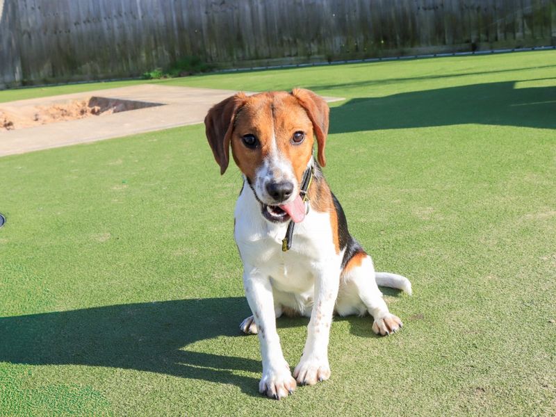 Irene, a Unknown old female Beagle available for adoption from Dogs Trust in Evesham, West Midlands