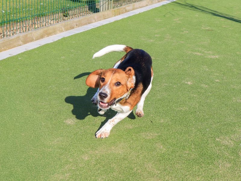 Irene - Image 5 of 5